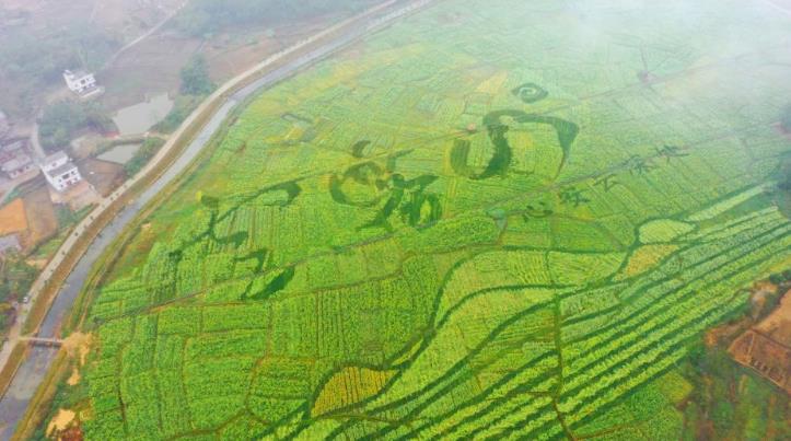 云霧山美麗花海，發展鄉村旅游